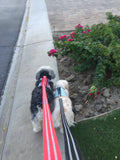 Reflective Leash
